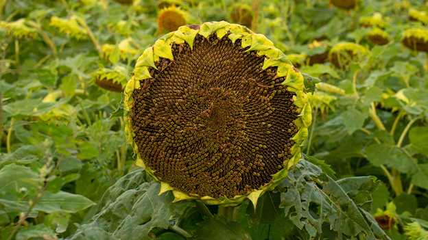 Seed Sovereignty: Preserving Indigenous Crops in Africa