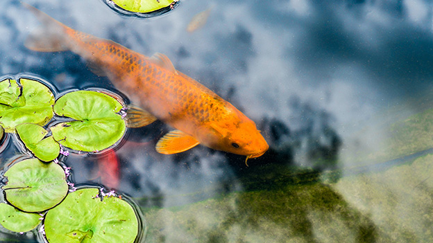 Aquaponics in Action: Sustainable Solutions for Hunger in Developing Countries