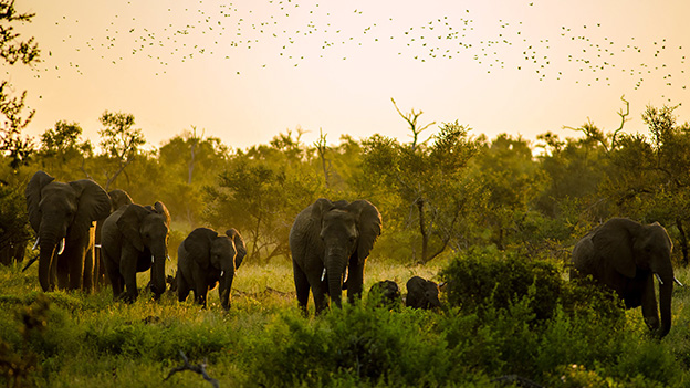 Elephants on the Edge: Conservation Efforts in African Savannas