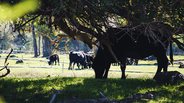 Community Forests: Empowering African Villages in Biodiversity Conservation