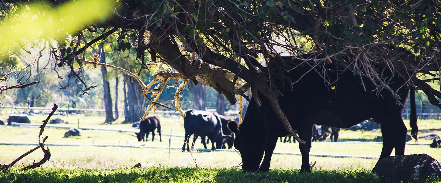 Community Forests: Empowering African Villages in Biodiversity Conservation