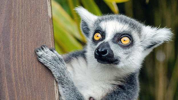 Madagascar's Unique Challenge: Preserving a World of Biodiversity